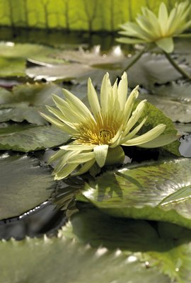 Fine Art Print of Nymphaea eldorado. Waterlily by Andrew McRobb