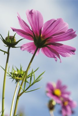 Fine Art Print of Cosmos bipinnatus. Mexican Aster by Andrew McRobb