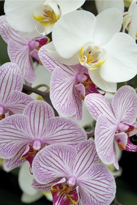 Orchid Festival - Phalaenopsis Hybrids botanical print by Andrew McRobb