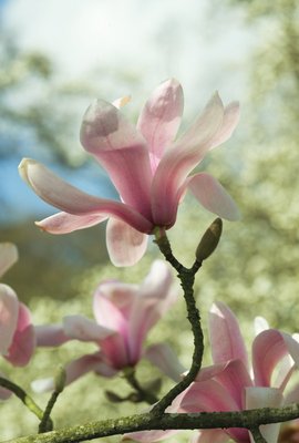 Fine Art Print of Magnolia sprengeri. var. diva by Andrew McRobb