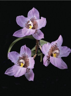 Fine Art Print of Lemboglossum cervantesii by Andrew McRobb