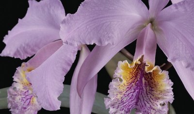 Fine Art Print of Cattleya labiata var. mossiae by Andrew McRobb