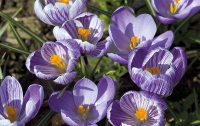 Fine Art Print of Crocus Carpet by Andrew McRobb