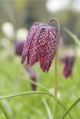Fine Art Print of Fritillaria. Snakes Head Fritillary by Andrew McRobb