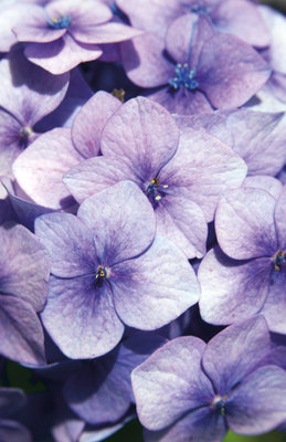 Fine Art Print of Hydrangea macrophylla. La Marne by Andrew McRobb