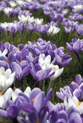 Fine Art Print of Crocus Carpet by Andrew McRobb