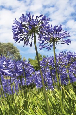 Fine Art Print of Agapanthus nutans by Andrew McRobb