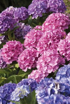 Fine Art Print of Hydrangea macrophylla. La Marne by Andrew McRobb