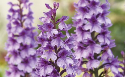 Fine Art Print of Dactylorhiza foliosa by Andrew McRobb