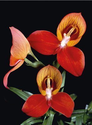 Fine Art Print of Disa uniflora by Andrew McRobb