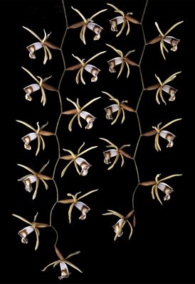 Fine Art Print of Coelogyne dayana by Andrew McRobb