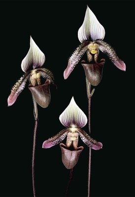 Fine Art Print of Paphiopedilum ciliolare by Andrew McRobb