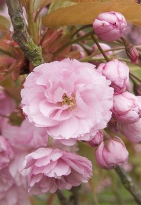 Fine Art Print of Prunus Kanzan. Cherry Tree by Andrew McRobb