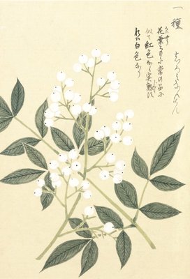Fine Art Print of Honzo Zufu [White Berries] by Kan'en Iwasaki