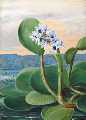 38. A Tropical American Water Plant. botanical print by Marianne North