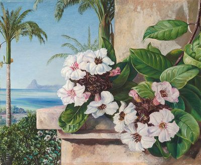 65. Foliage and Flowers of a climbing plant with Royal Palms and Sugarloaf Mountain in the background, Brazil. botanical print by Marianne North