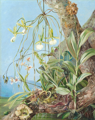 111. Jamaica Orchids growing on a branch of the Calabash tree. botanical print by Marianne North