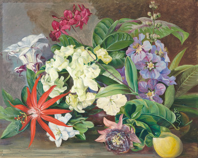 147. Cultivated Flowers; painted in Jamaica. botanical print by Marianne North