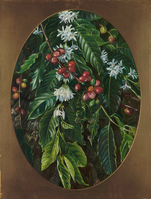 153. Foliage, flowers, and fruit of the Coffee, Jamaica. botanical print by Marianne North