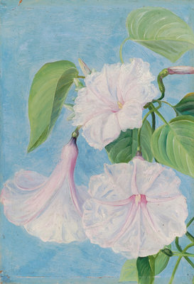 158. Flowers of a Shrubby Convolvulus, Jamaica. botanical print by Marianne North