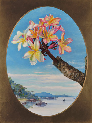 170. Flowers of Jasmine Mango or Frangipani, Brazil. botanical print by Marianne North