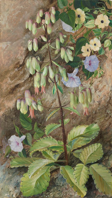 182. Study of the "Plant of Life. botanical print by Marianne North
