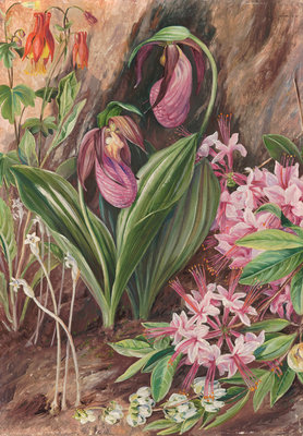 194. Wild Flowers from the Neighbourhood of New York. botanical print by Marianne North