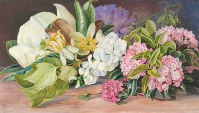 199. Flowers of North American Trees and Shrubs. botanical print by Marianne North