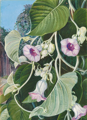 245. The Elephant Creeper of India. botanical print by Marianne North