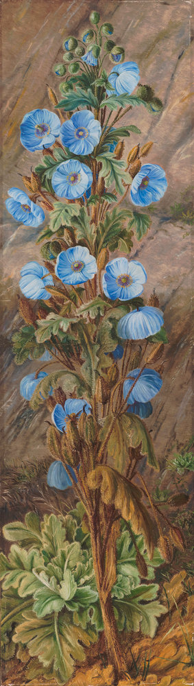 252. Blue Poppy growing on Mt. Tonglo, Sikkim-Himalaya. botanical print by Marianne North