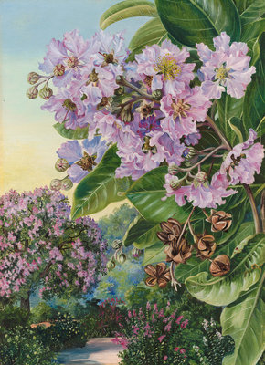 257. Foliage, Flowers, and Fruit of a Forest Tree of India. botanical print by Marianne North