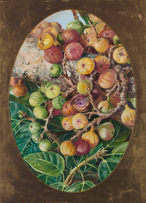 306. Foliage and Fruit of Fig Tree held Sacred by the Hindoos. botanical print by Marianne North