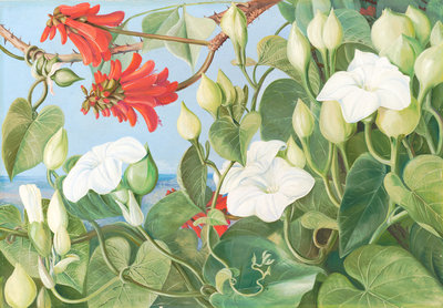 354. White Convolvulus and Kaffirboom, painted at Durban, Natal. by Marianne North - print