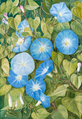 Fine Art Print of 355. Morning Glory, Natal by Marianne North