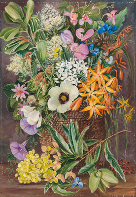 Fine Art Print of 375. Flowers of St. John's in Pondo Basket. by Marianne North