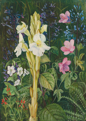 Fine Art Print of 402. Cape Colours. by Marianne North