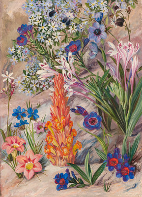 Fine Art Print of 423. A Medley from Groot Post, South Africa. by Marianne North