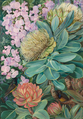 Fine Art Print of 429. Flowers of the Wagenboom and a Podalyria, and Honeysuckers. by Marianne North