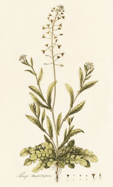 Thlaspi Bursa Pastoris