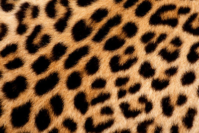 Leopard Skin by Sara Porter - print