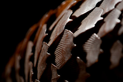 Tree Pangolin Mount by Sara Porter - print