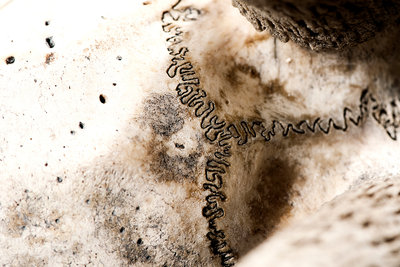Bovid Skull by Sara Porter - print