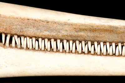 Common Dolphin Skull by Sara Porter - print