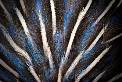 Vulturine Guineafowl Mount by Sara Porter - print