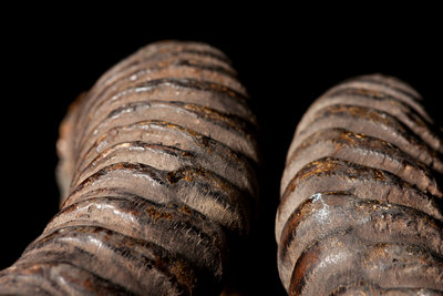 Blackbuck Horns, Tbc by Sara Porter - print