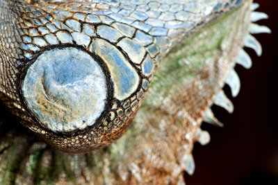 Green Iguana Mount by Sara Porter - print