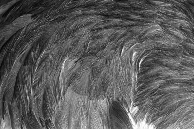 Green Rhea Mount by Sara Porter - print