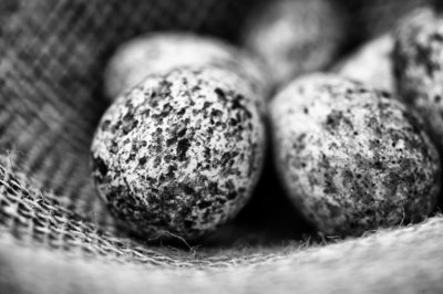 Cumin by Sara Porter - print