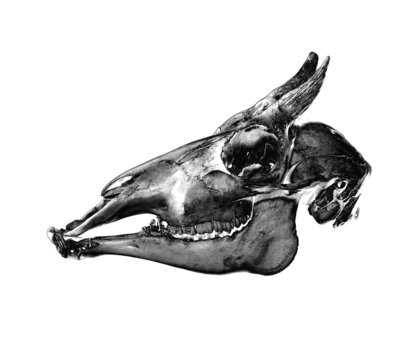 Bovid Skull by Sara Porter - print