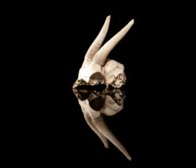 Bovid Skull by Sara Porter - print